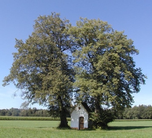 Kapelle Aich mit Bäumen