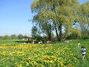 Baum im Grünen