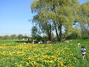 Baum im Grünen