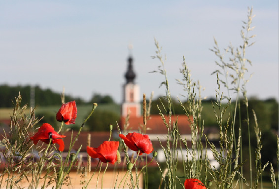 2012 Kirche von Schachtl her Mohn