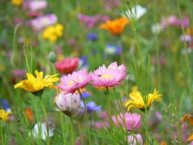 Blumenwiese