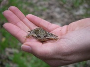 Frosch in der Hand