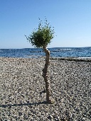 Kreta: am Strand