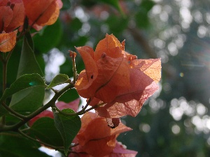 Bougainvillia<br/>Lichtdurchschienen am Berg d. Seligpreisungen