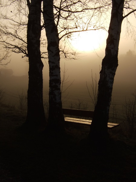 Birken im Morgennebel