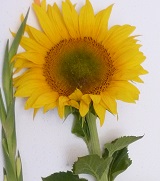 Sonnenblume