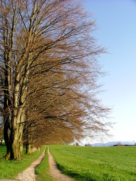 Baumreihe am Wiesenrand - Foto Pater Paul Filipovic