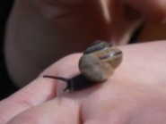 Schnecke auf Hand