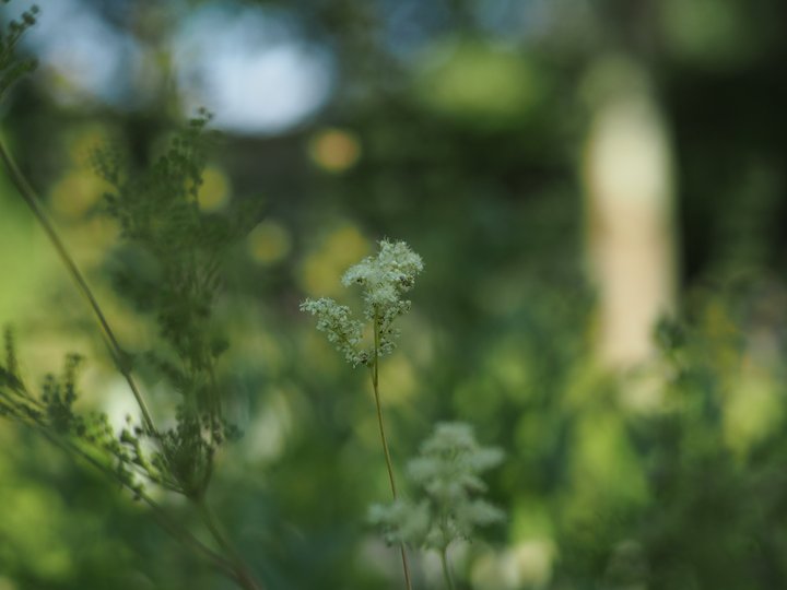 Sommernblüte als Infokachel