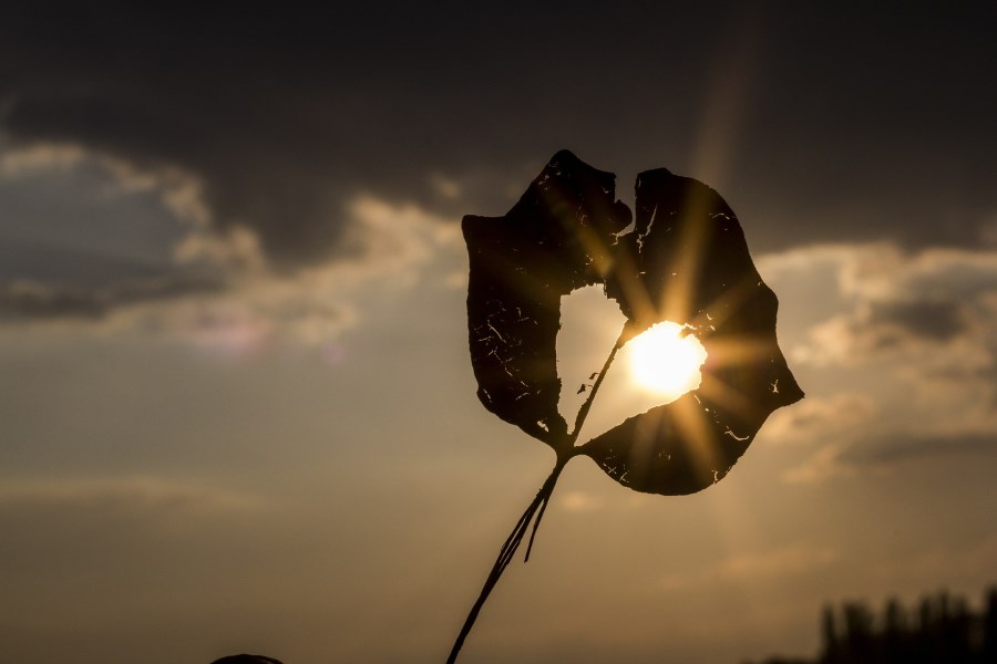 Herbstblatt mit Herzausschnitt gegen die Sonne