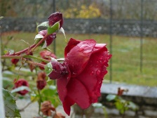 Rote Rose mit Wassertropfen