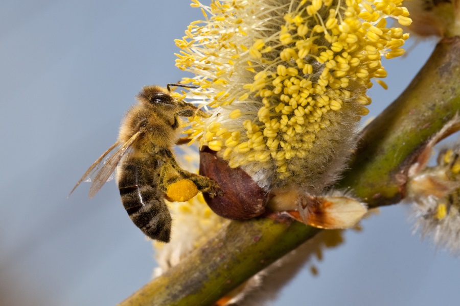 2017-02-15_Foto-Biene auf Palmkätzchen