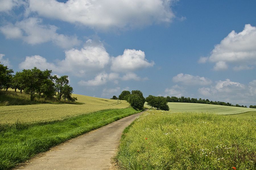 Weg durch Wiesen und Felder im Sommer, darüber ein blauer Himmel mit weißen Wolken