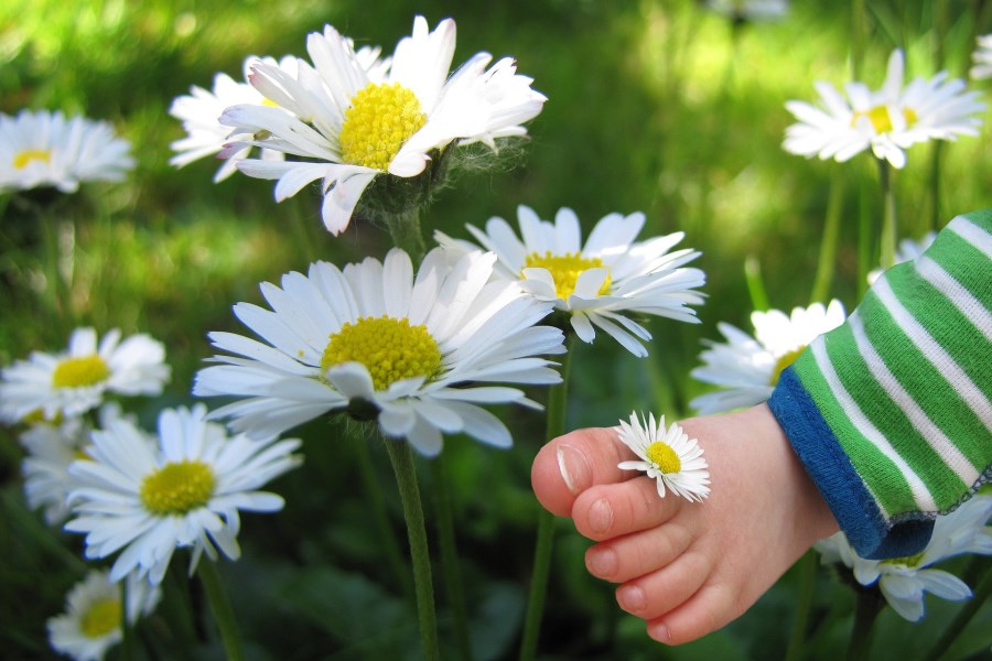Babyfuß in Wiese aus Gänseblümchen