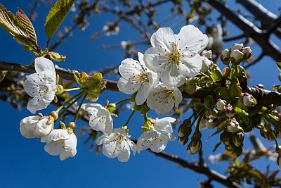Kirschblütenzweig vor blauem Himmel