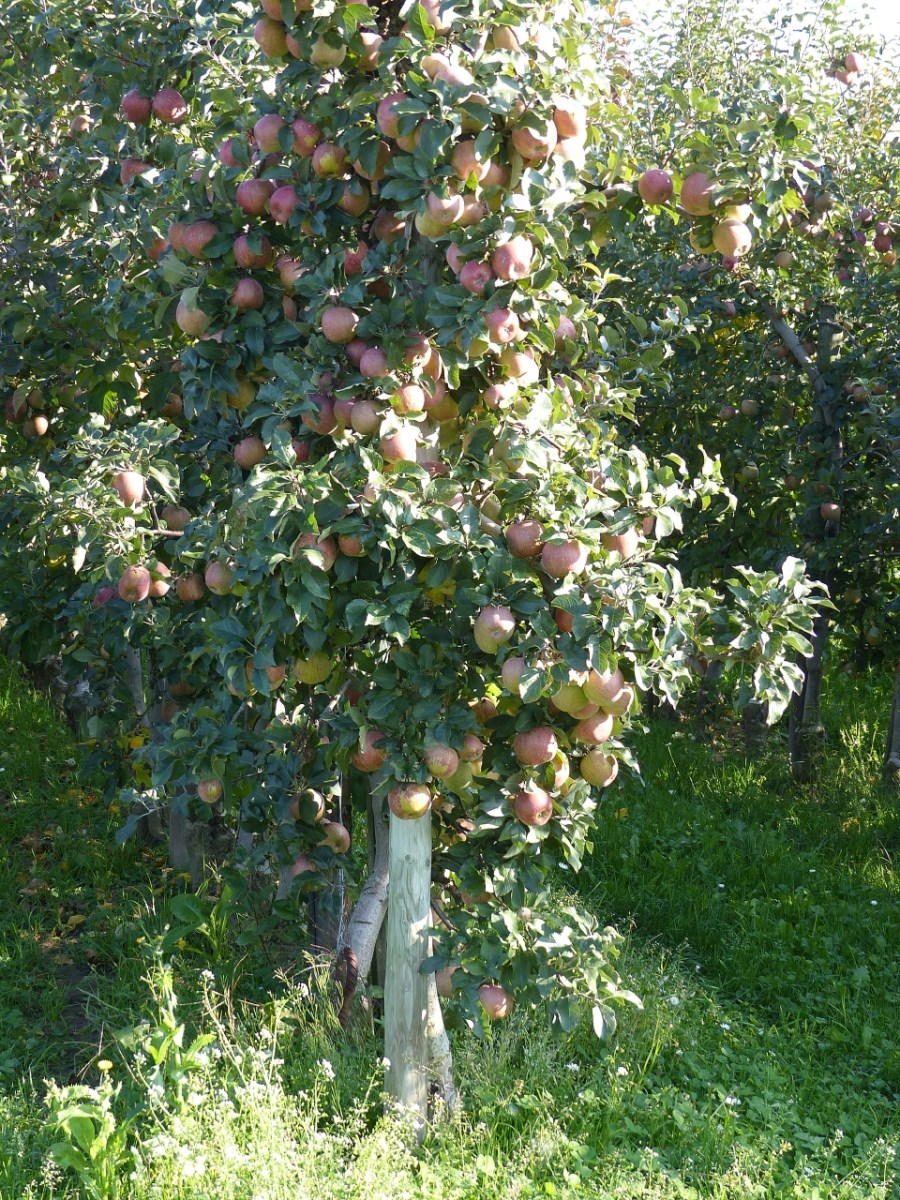 PVT_Jabobsweg_II_2017 (21)