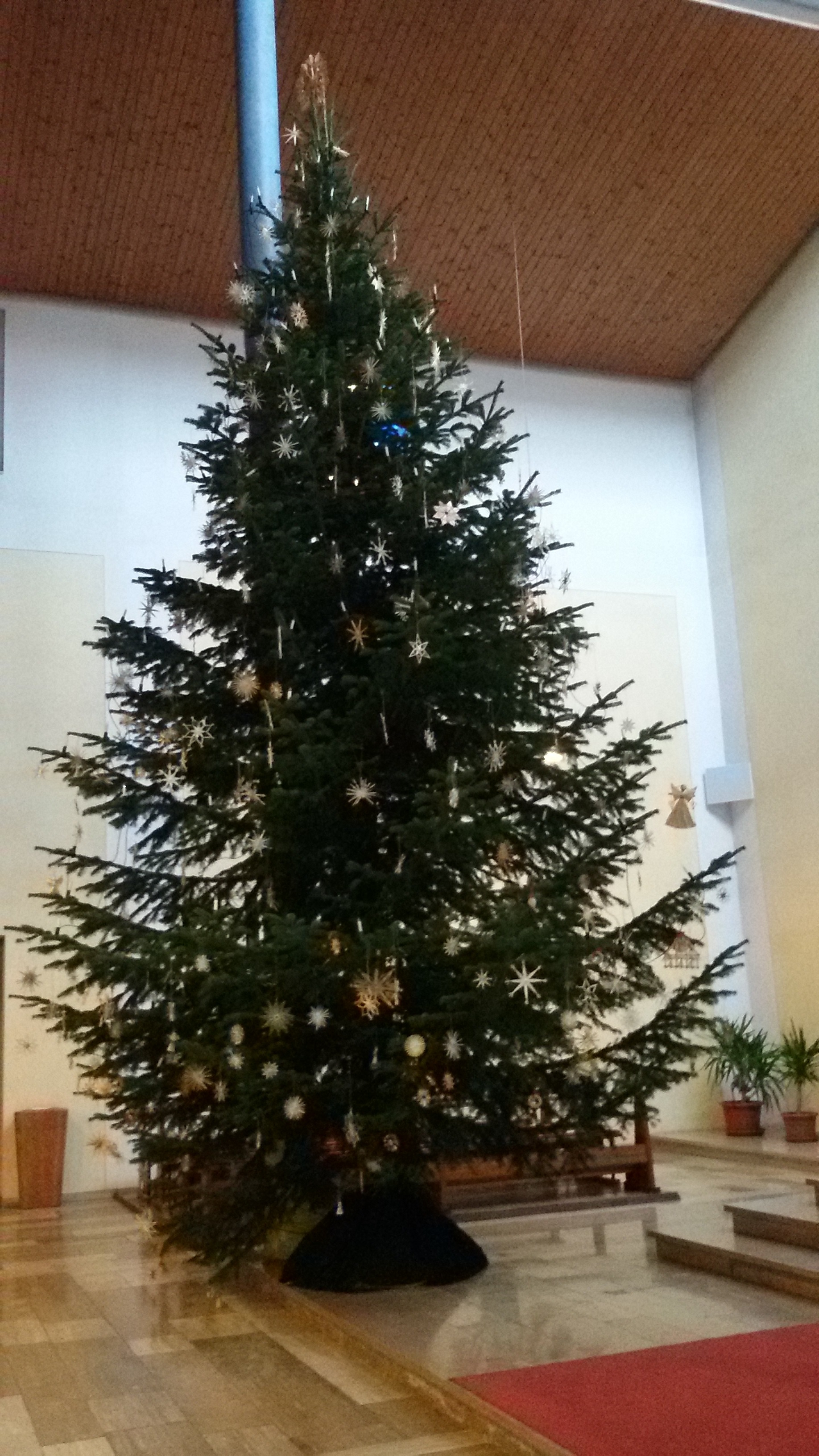 Christbaum 2017/18