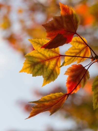 bunte Ahornblätter am Baum