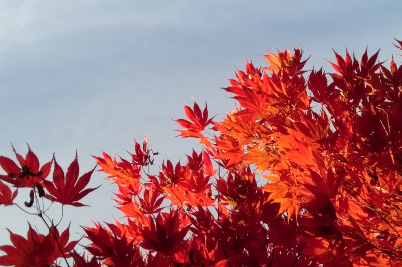 Herbststimmung