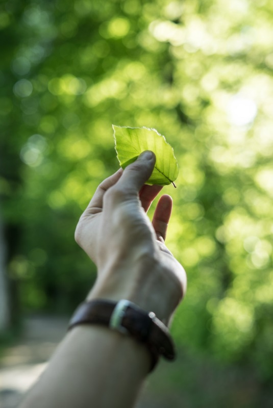 hand hält grünes blatt vor grüne bäume