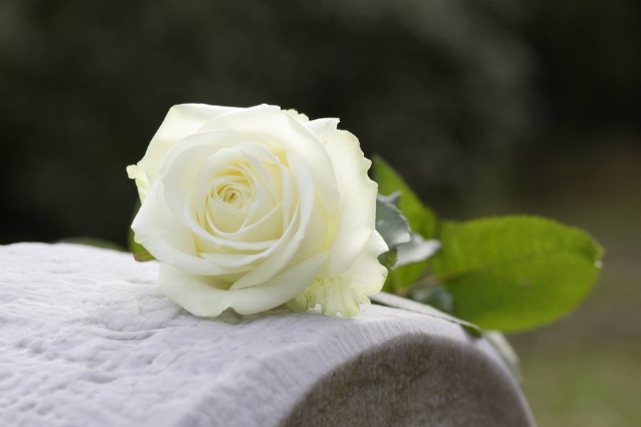 weiße Rose auf Grabstein