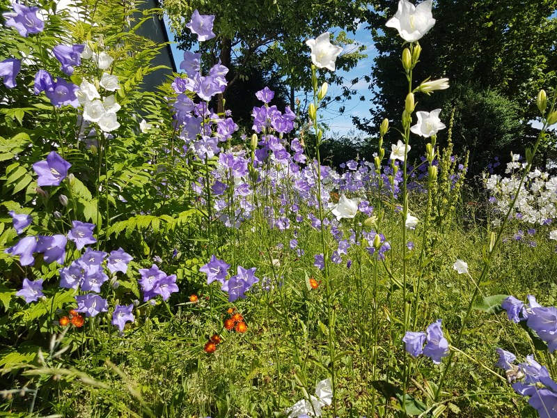 Glockenblumen im Pfarrgarten