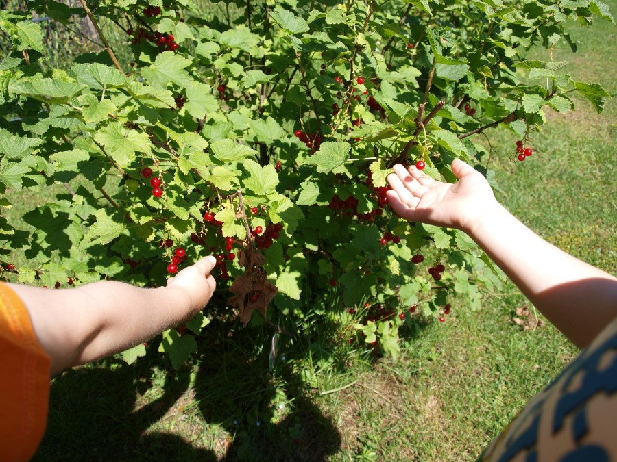 Kinderhände Beeren pflückend