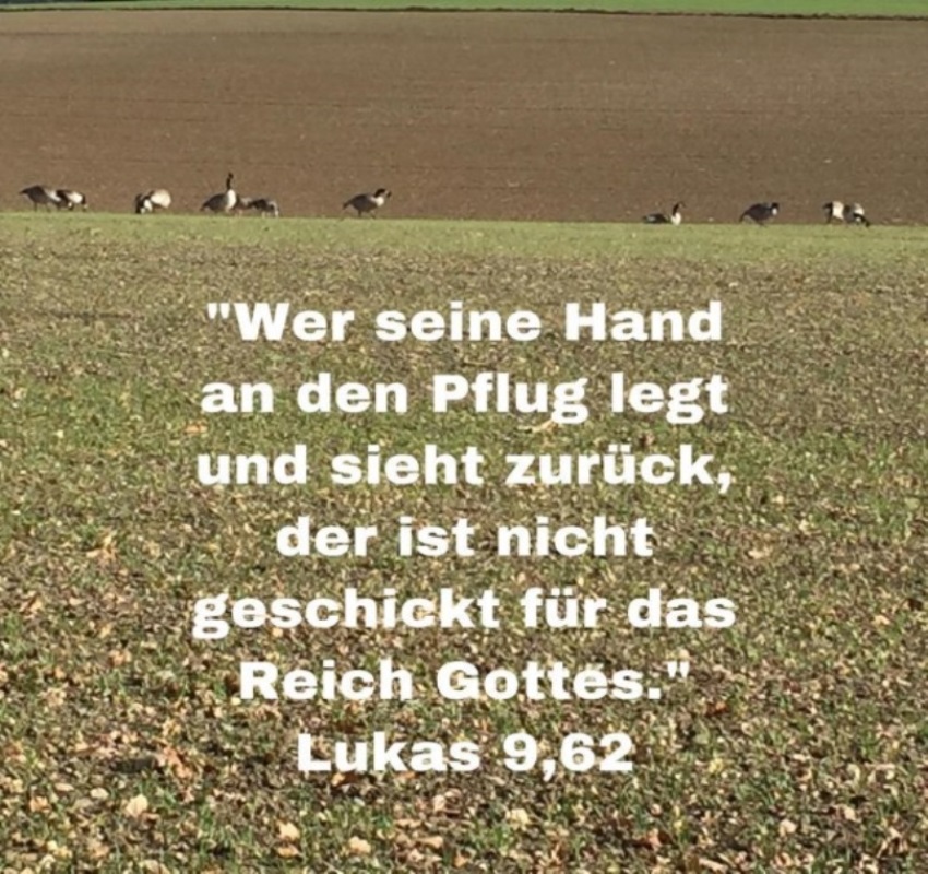 Enten