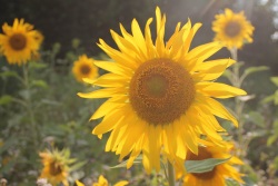 sonnenblumen