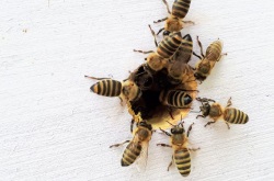 mehrere Bienen am Eingang zu Bienenstock