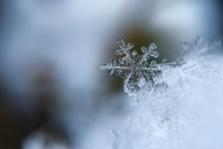 Schneekristall in Nahaufnahme