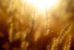 Nahaufnahme Graeser im Sonnenlicht