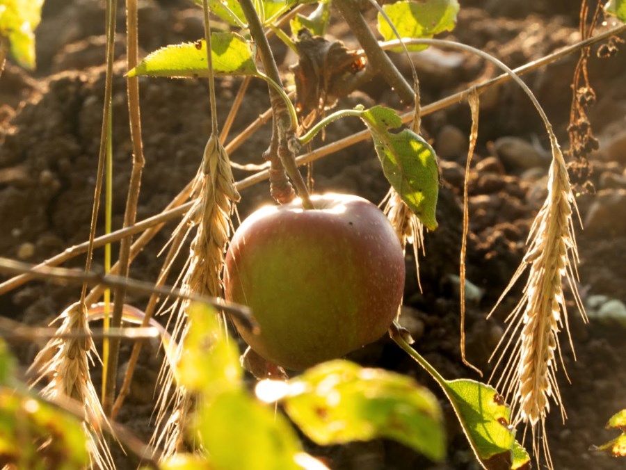 apfel + ähre