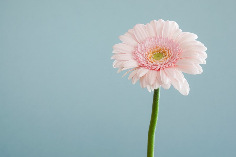 rosa Gerbera