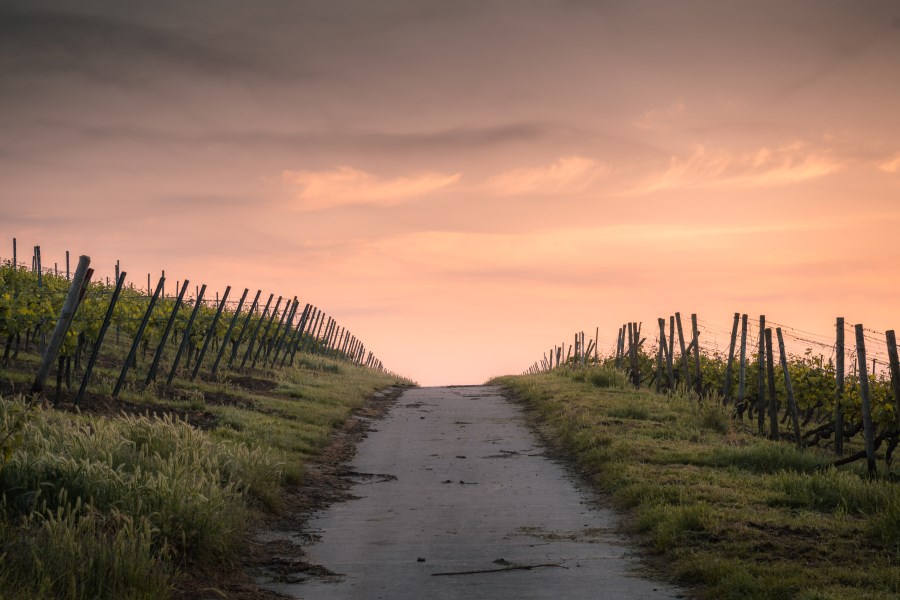 Weg zwischen Weinbergen über Hügel