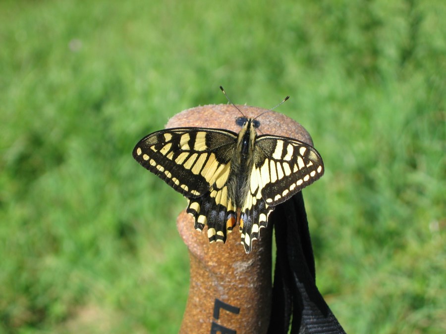 Schmetterling am Königssee