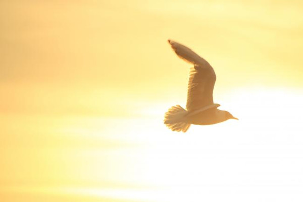 Fliegende Tauge im Gegenlicht