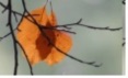 Herbstblatt an Zweigen
