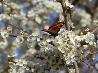 Bild Schmetterling