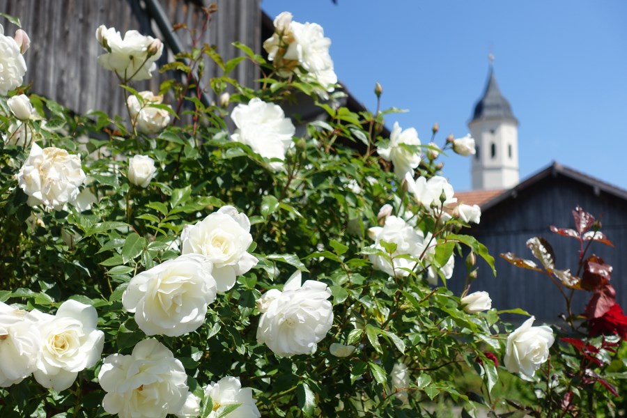 Rosen vor St. Michael