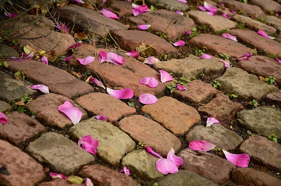 Pflastersteine mit pinkfarbenen Rosenblättern