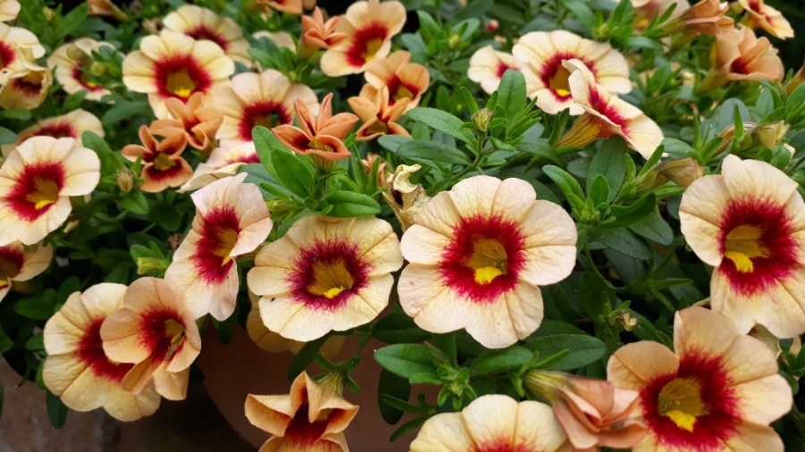 Blumen