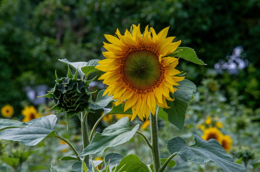 Sonnenblume für Sommergruß