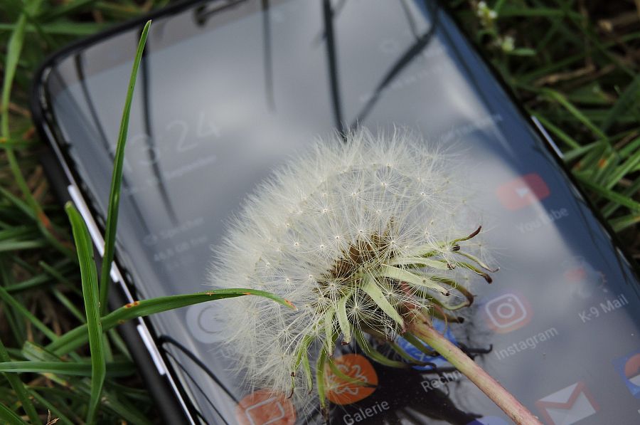 Pusteblume auf Smartphone