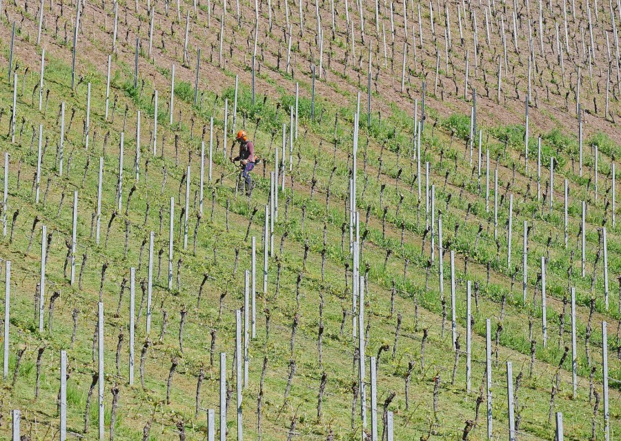 Arbeiter im Weinberg