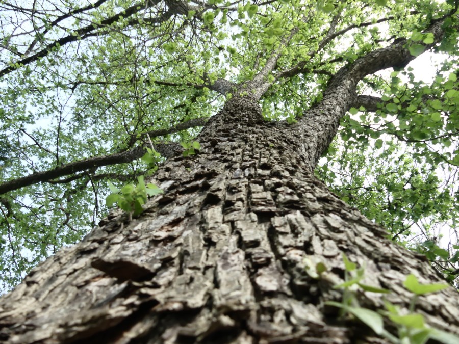 Baum 1