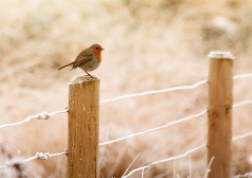 Vogel im Winter