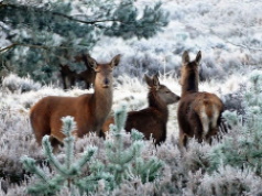 Rehe im Winter