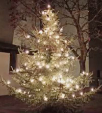 Christbaum im Freien