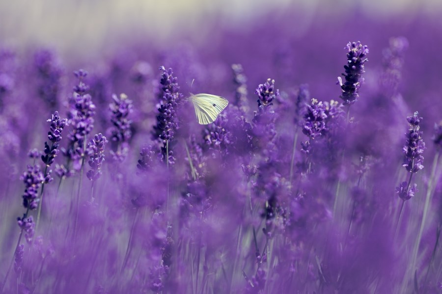 Schmetterling im Lavendelfeld